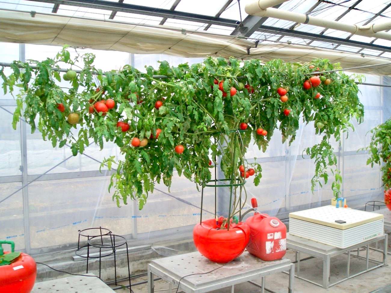 Top Tips For Hydroponic Gadgets & Growing Aids