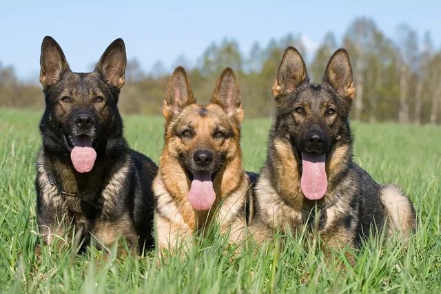 Find Easy German Shepherd Breeding Tips