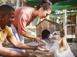 How To Start A Dog Daycare